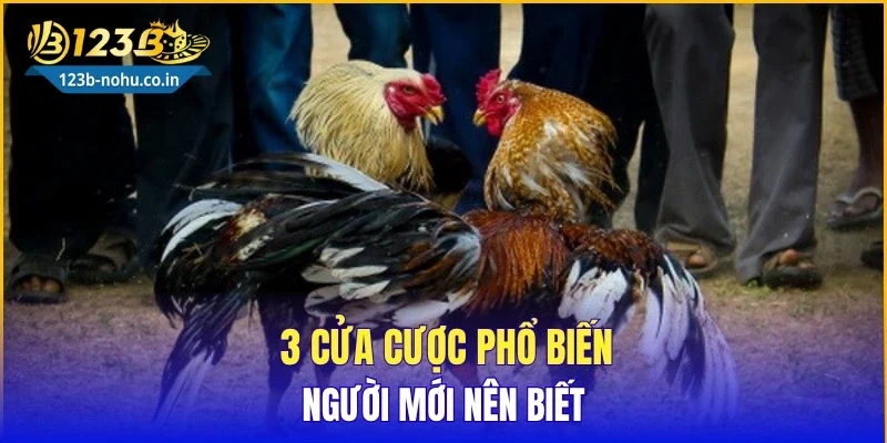 3 cửa cược phổ biến người mới nên biết