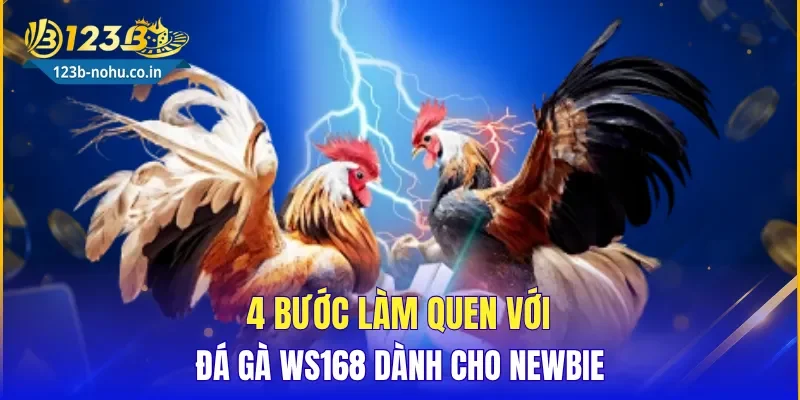 4 bước làm quen với Đá Gà WS168 dành cho newbie
