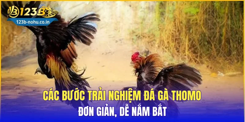 Các bước trải nghiệm Đá Gà Thomo đơn giản, dễ nắm bắt