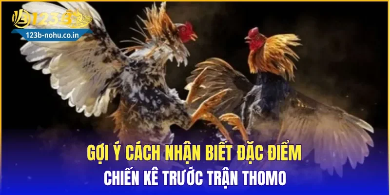 Gợi ý cách nhận biết đặc điểm chiến kê trước trận Thomo