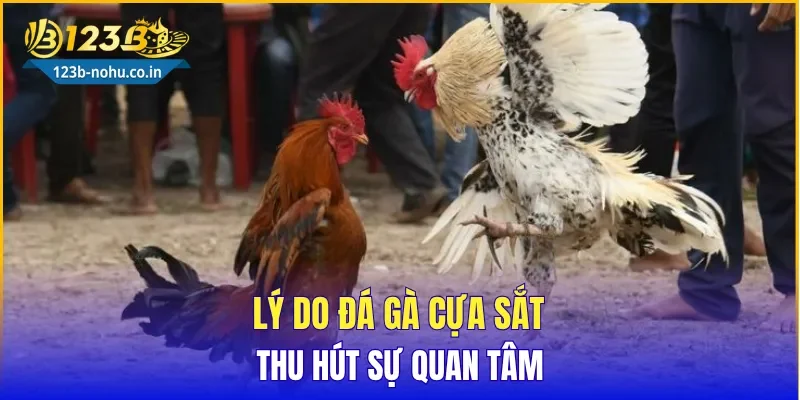 Lý do Đá Gà Cựa Sắt thu hút sự quan tâm