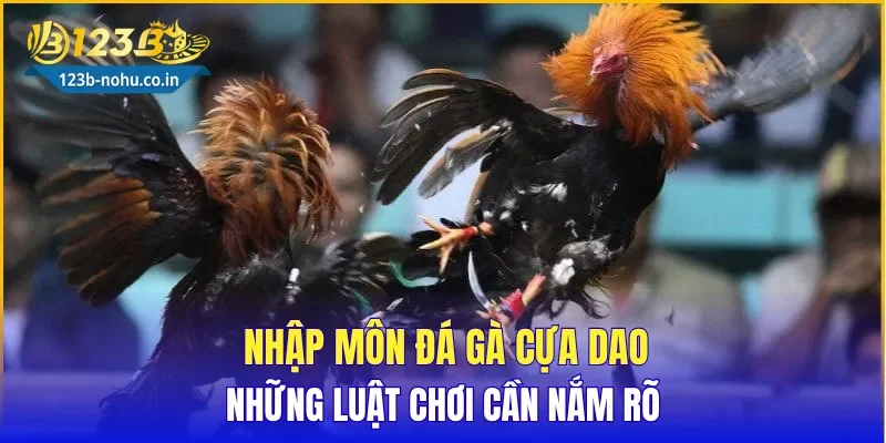 Nhập môn Đá Gà Cựa Dao: Những luật chơi cần nắm rõ