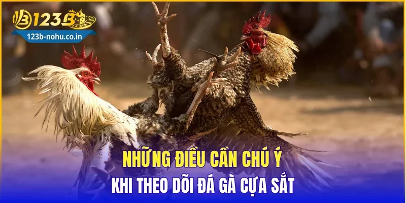 Những điều cần chú ý khi theo dõi Đá Gà Cựa Sắt