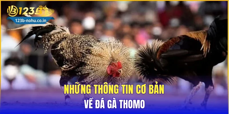 Những thông tin cơ bản về Đá Gà Thomo