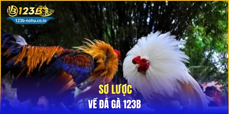 Sơ lược về đá gà 123B