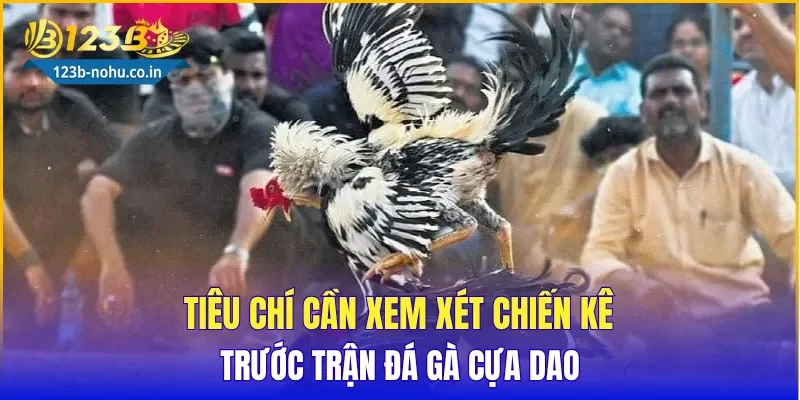 Tiêu chí cần xem xét chiến kê trước trận Đá Gà Cựa Dao