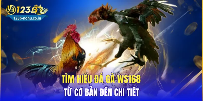 Tìm hiểu Đá Gà WS168 từ cơ bản đến chi tiết