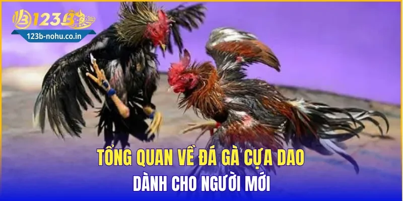 Tổng quan về Đá Gà Cựa Dao dành cho người mới